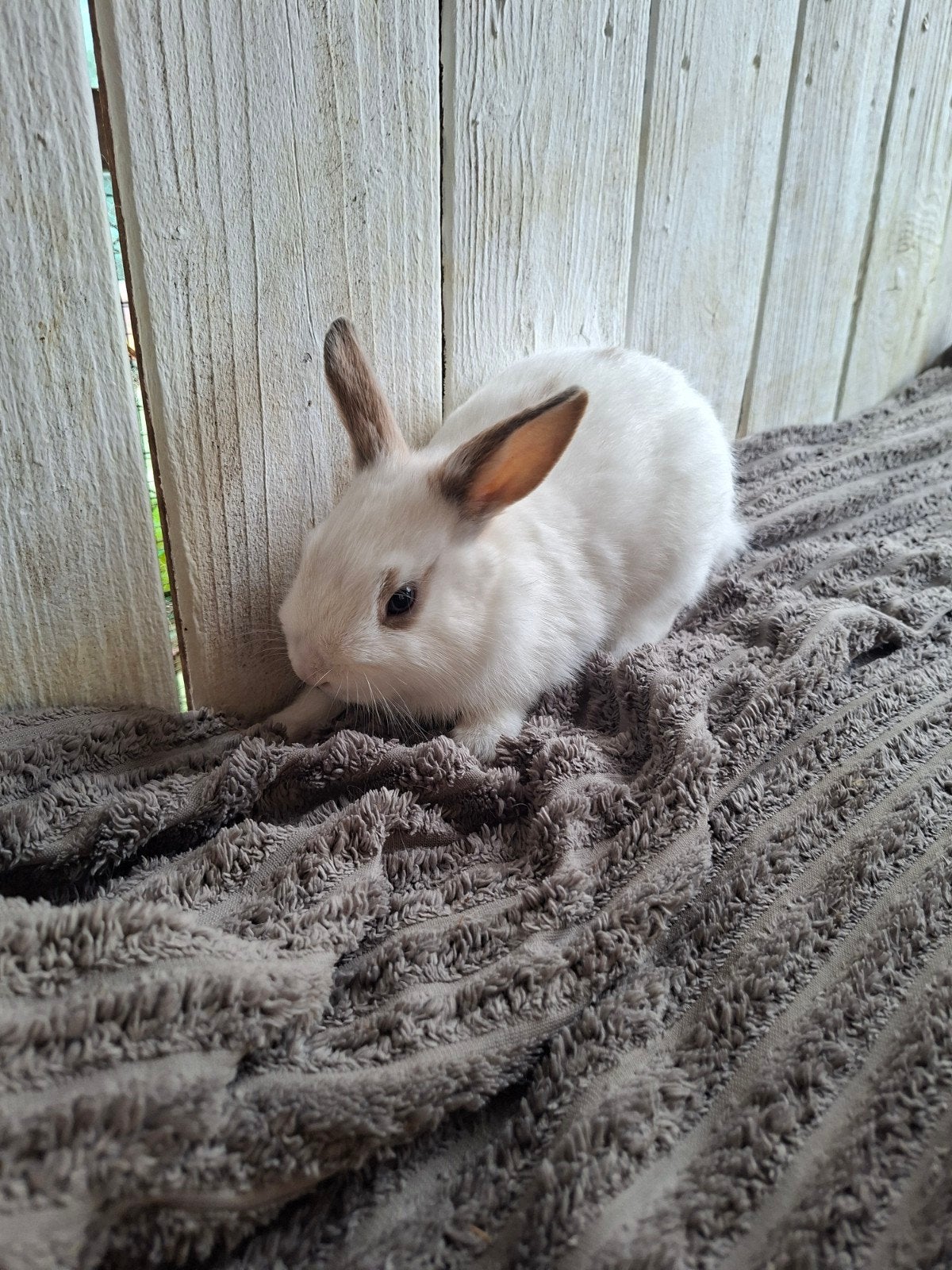 dwergkonijntje, Dieren en Toebehoren, Mannelijk, Dwerg, 0 tot 2 jaar