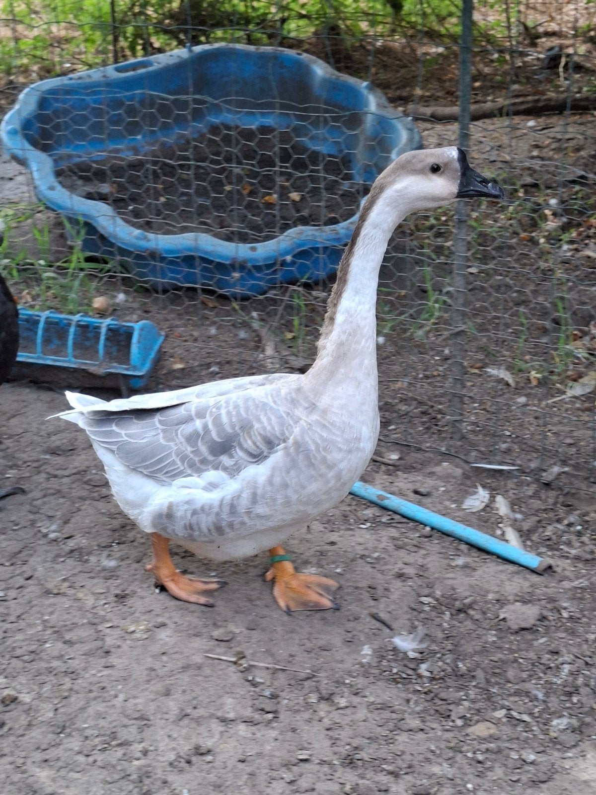 Oie lavande femelle, Femelle, Oie ou Cygne