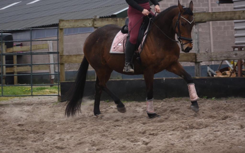 Gezonde , knappe 12 jarige merrie, Dieren en Toebehoren, Paarden, Merrie, 160 tot 165 cm, 11 jaar of ouder, Recreatiepaard