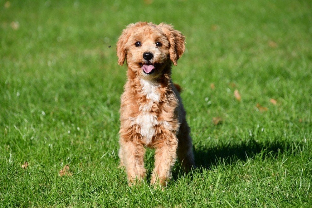 Maltipoo dekreu, Dieren en Toebehoren, Reu, 1 tot 2 jaar, Buitenland, CDV (hondenziekte)