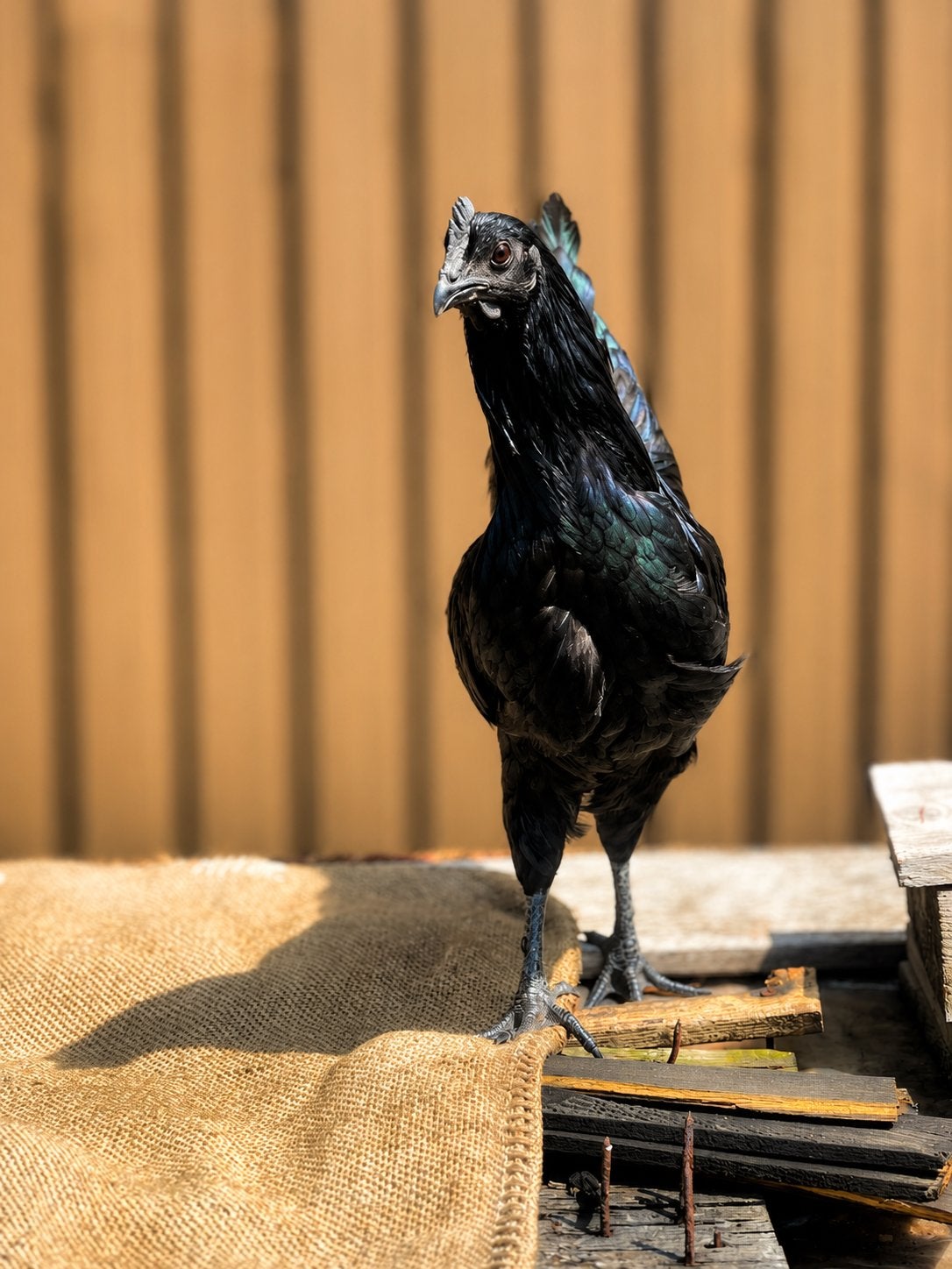 Jonge ayam cemani haan, Dieren en Toebehoren, Pluimvee