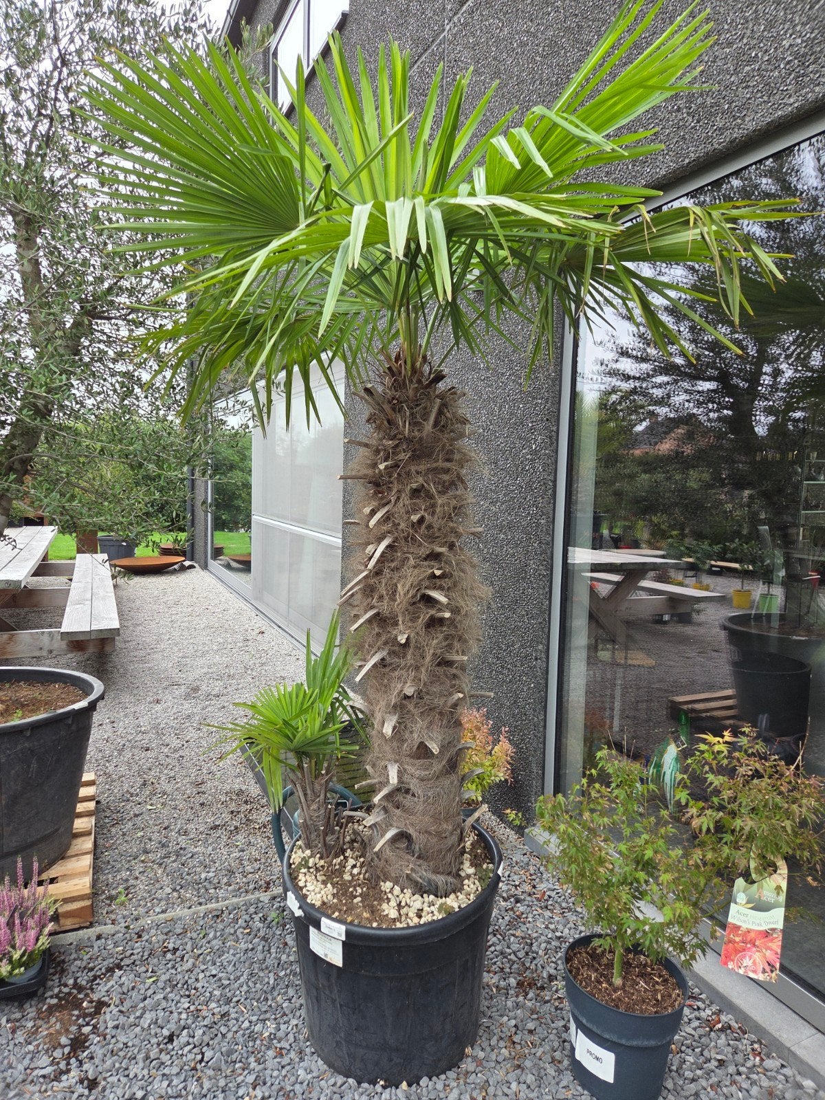Palmboom Trachycarpus Fortunei 2 stzm, Tuin en Terras, Ophalen, Halfschaduw
