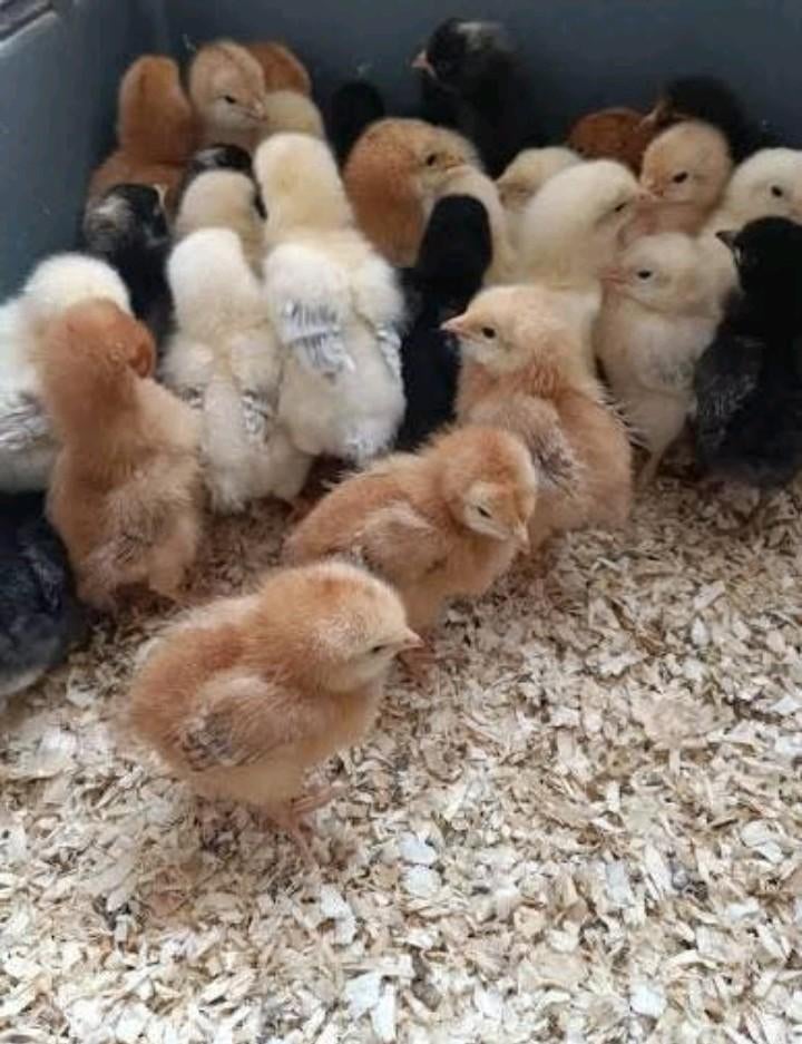 Kuikens 10+2 gratis