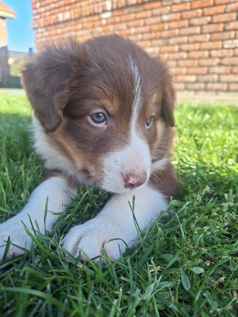 Chiots Border Collie, Maladie de Carré (chiens), 8 à 15 semaines, Colley, Plusieurs