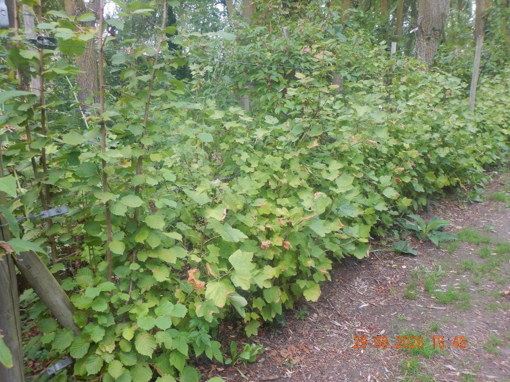 petits fruits, Jardin & Terrasse, Été, Plein soleil, Enlèvement, 100 à 250 cm