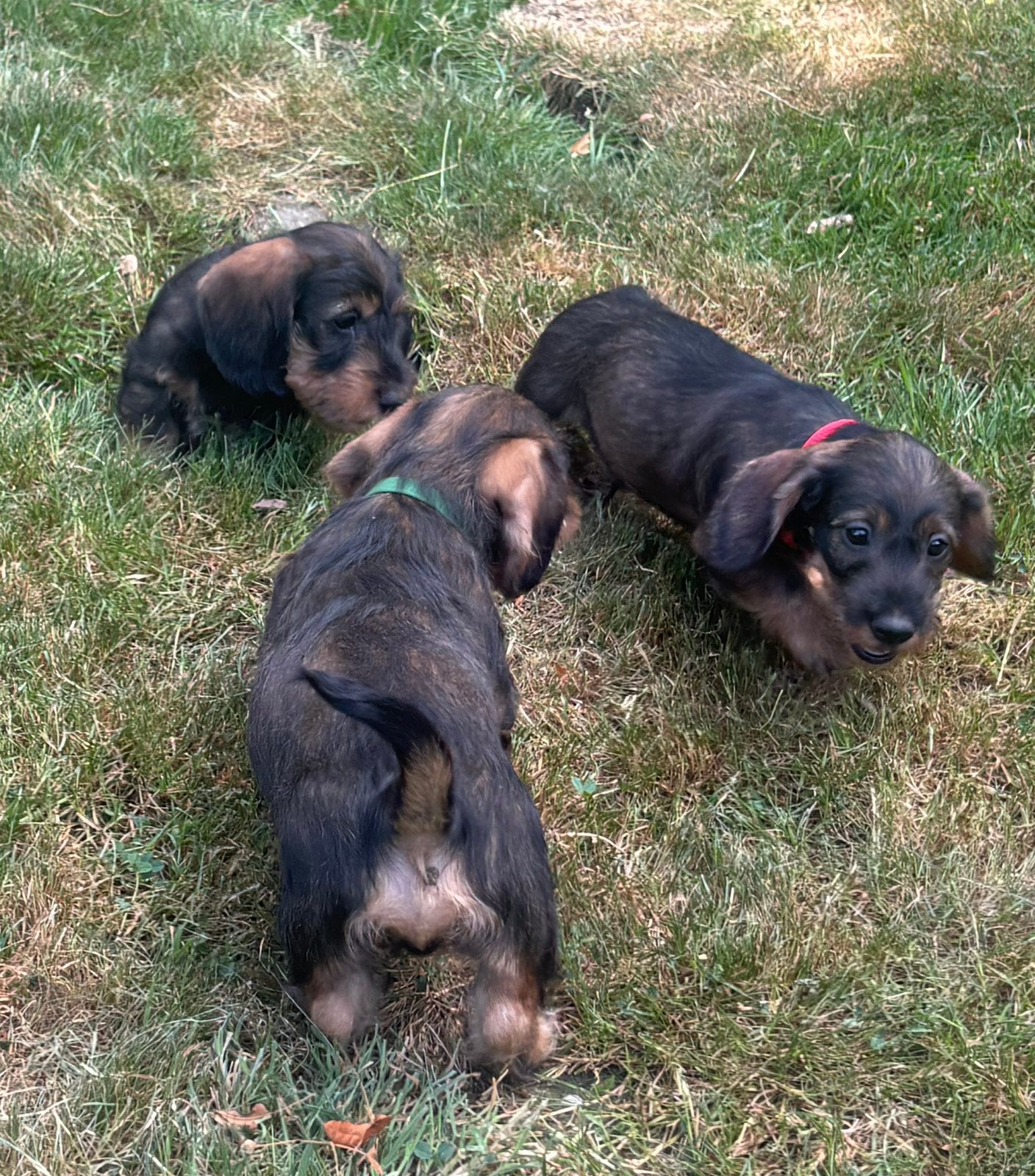 Mooie ruwharige dwergteckel pups,in huis grootgebracht, Parvo, België, Fokker | Hobbymatig, Reu