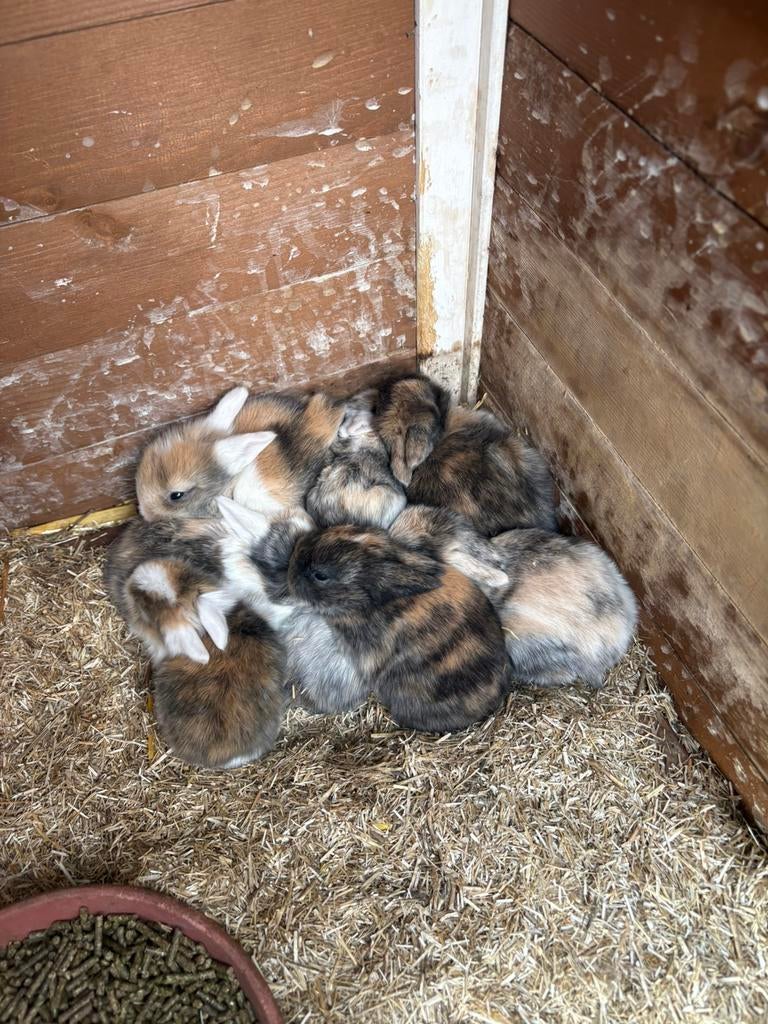 7 Dwergkonijntjes te koop, Geslacht onbekend, Dwerg, Hangoor, 0 tot 2 jaar