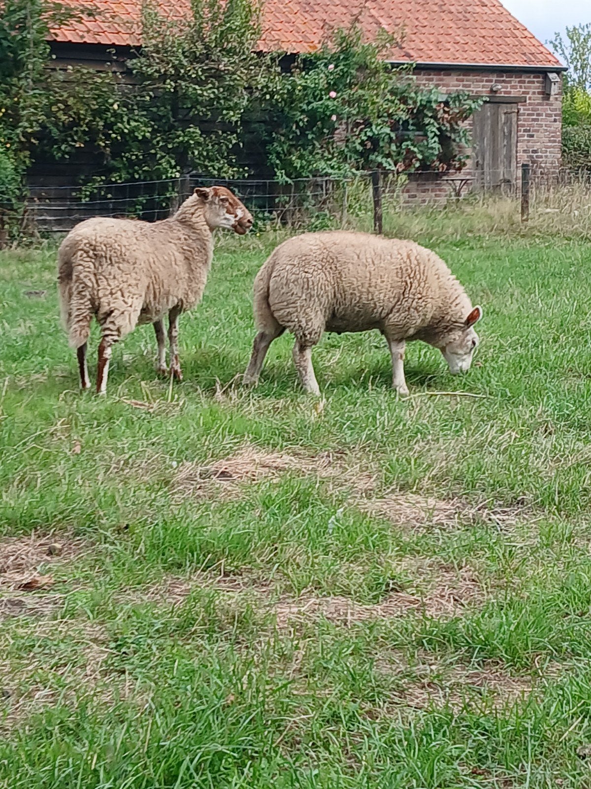 Ooilammeren