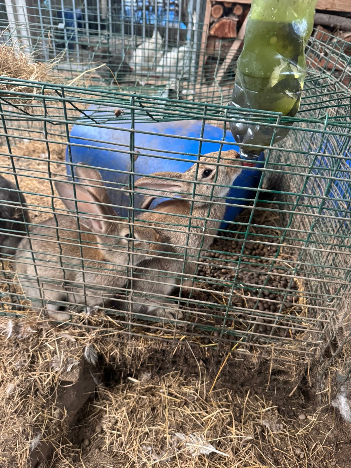 Vlaamse reus, Dieren en Toebehoren, Konijnen