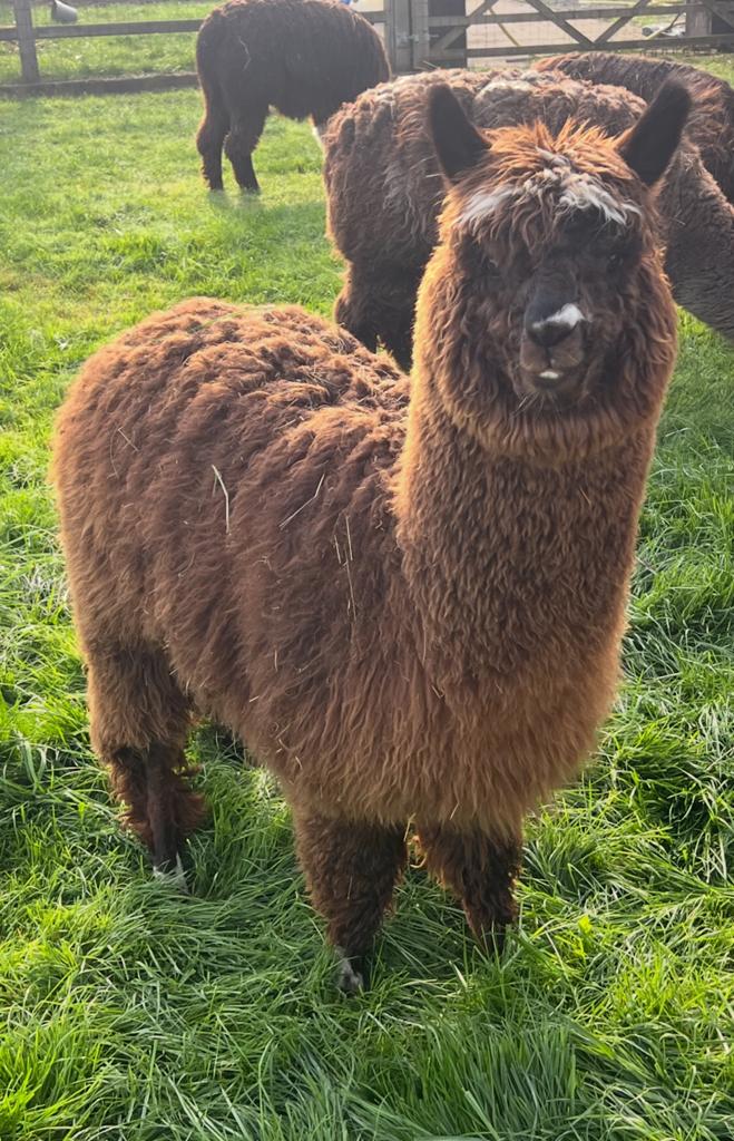 2 drie jarige merries te koop, Dieren en Toebehoren, Mei, Vrouwelijk