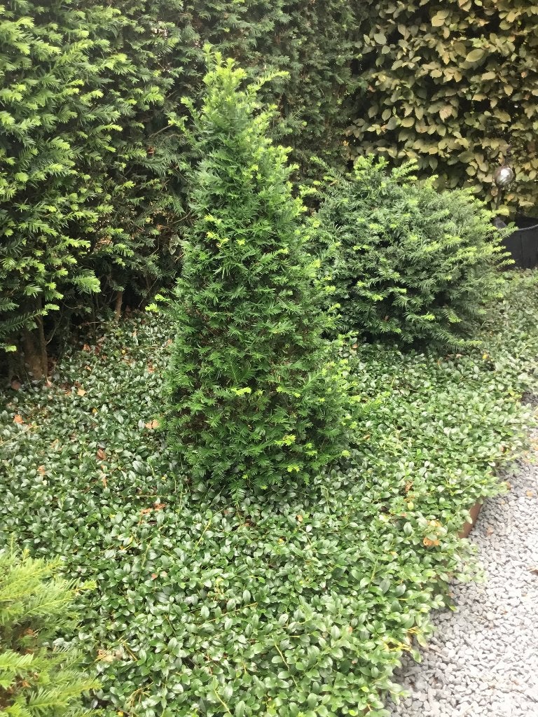 Taxus, Tuin en Terras, Planten | Struiken en Hagen, Ophalen, Taxus