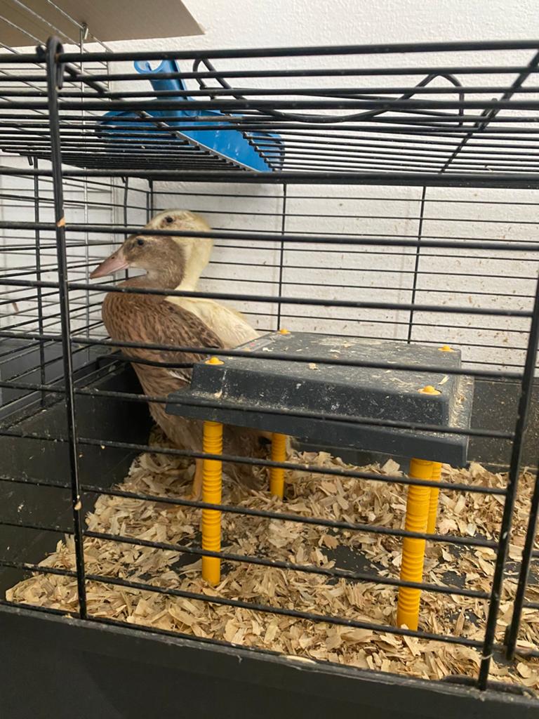 2 jonge indische langeenden, Sexe inconnu