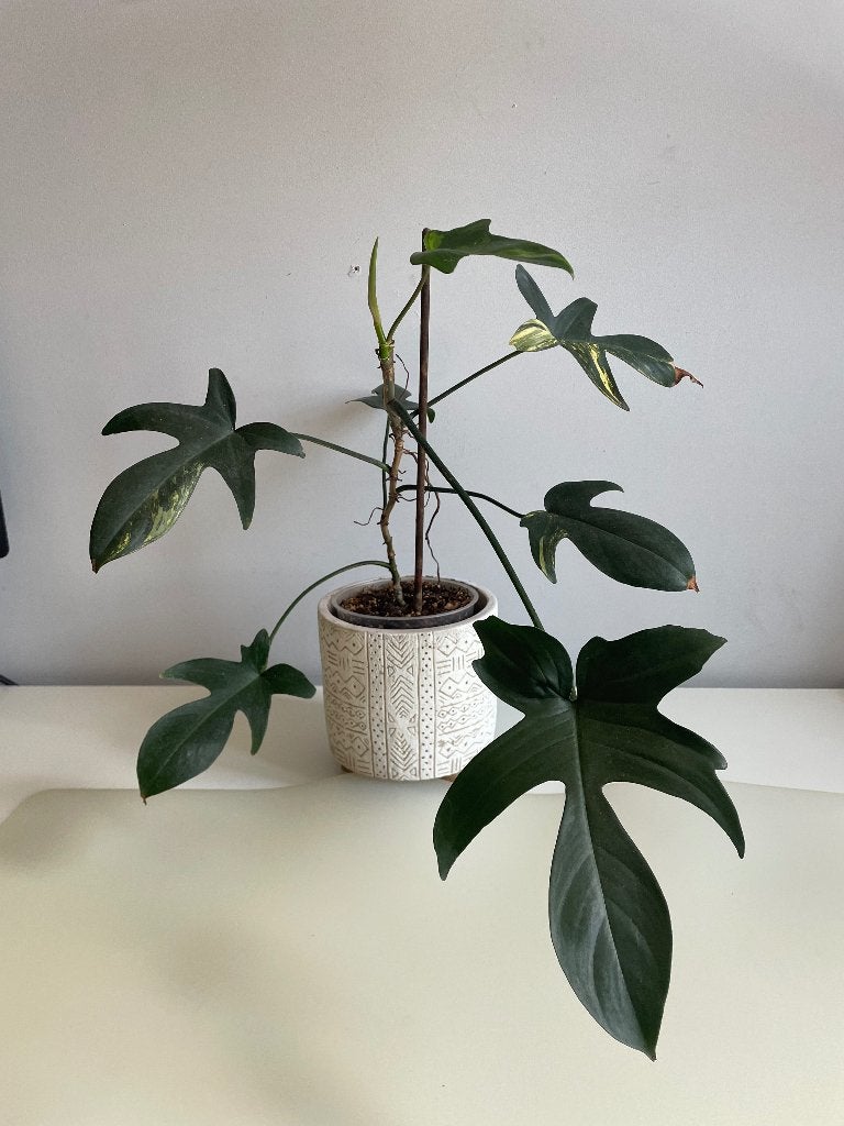 Kamerplanten, Maison & Meubles, Plantes d'intérieur, Autres espèces, Enlèvement