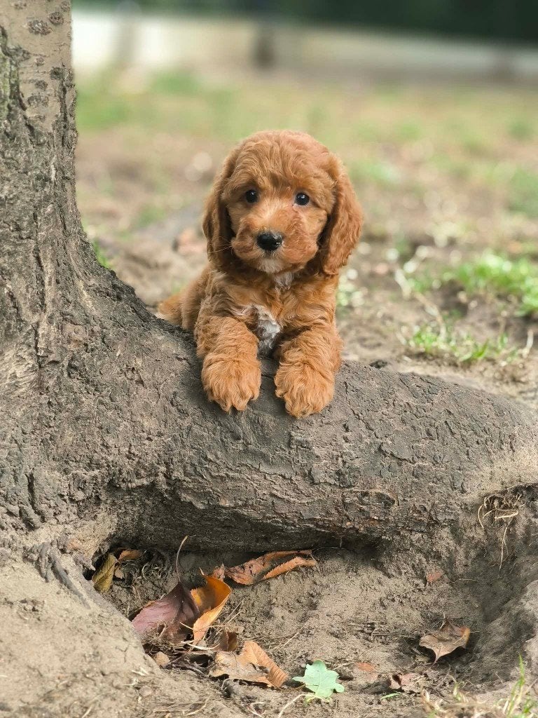 prachtige cockapoo pups bij ons geboren!!, Dieren en Toebehoren, België, CDV (hondenziekte), 8 tot 15 weken, Meerdere