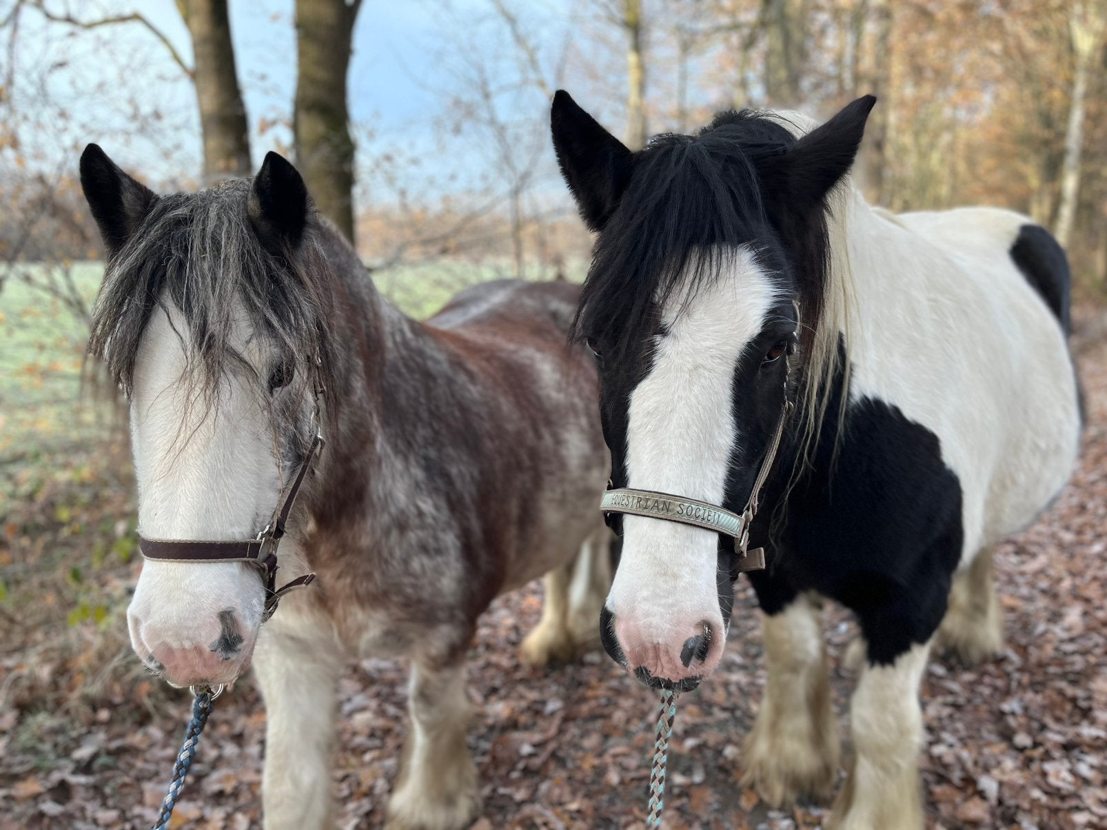 2 super lieve Irish Cob merries, Dieren en Toebehoren, Merrie, Minder dan 160 cm, Zadelmak, Met stamboom