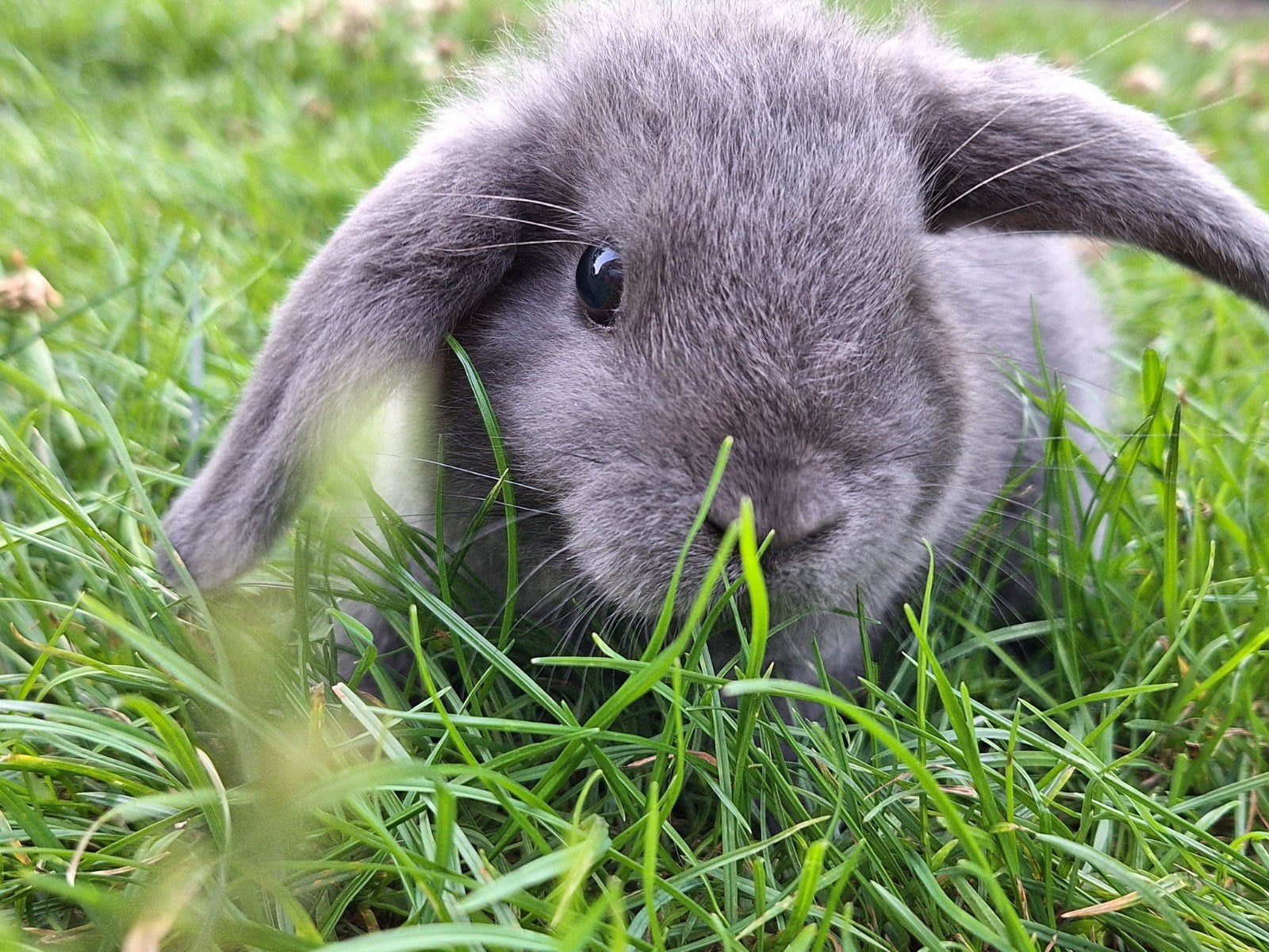 dwergkonijntjes te koop, Dieren en Toebehoren, Konijnen, Dwerg