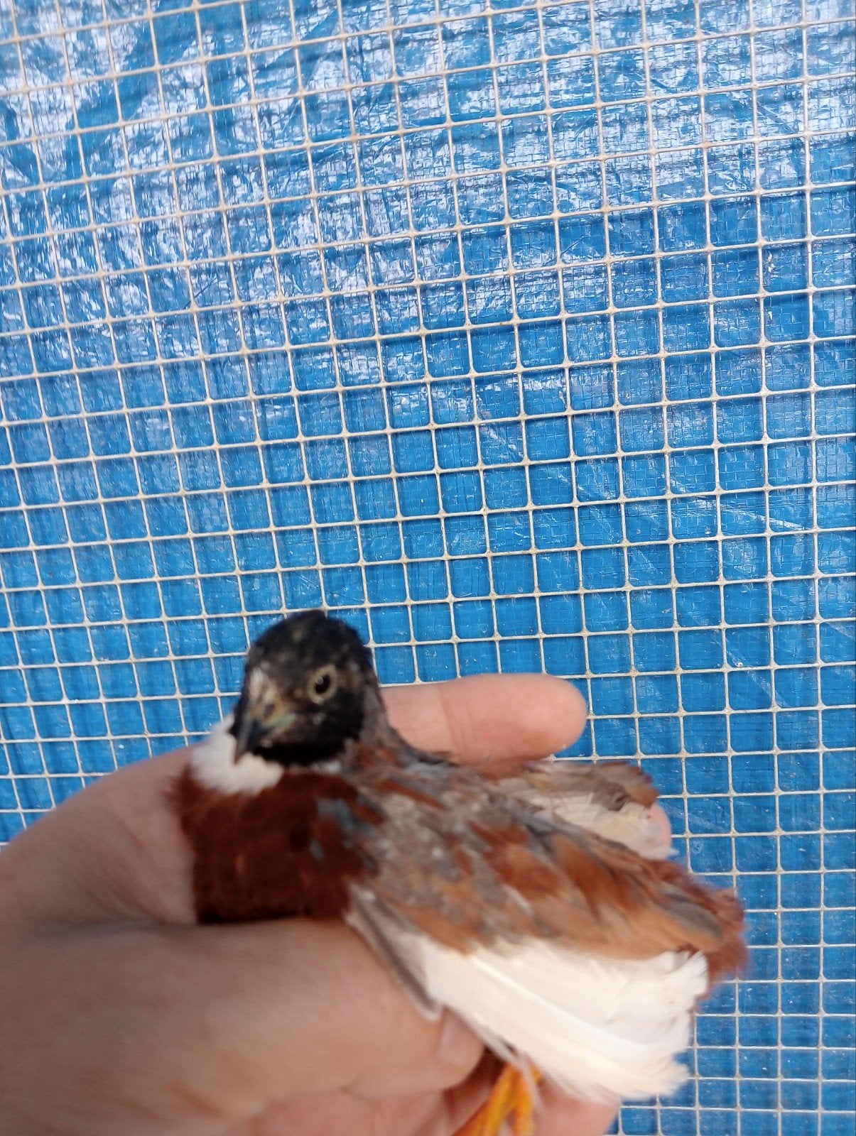 Broedeieren van chinese dwergkwartels, Dieren en Toebehoren, Vogels | Overige Vogels