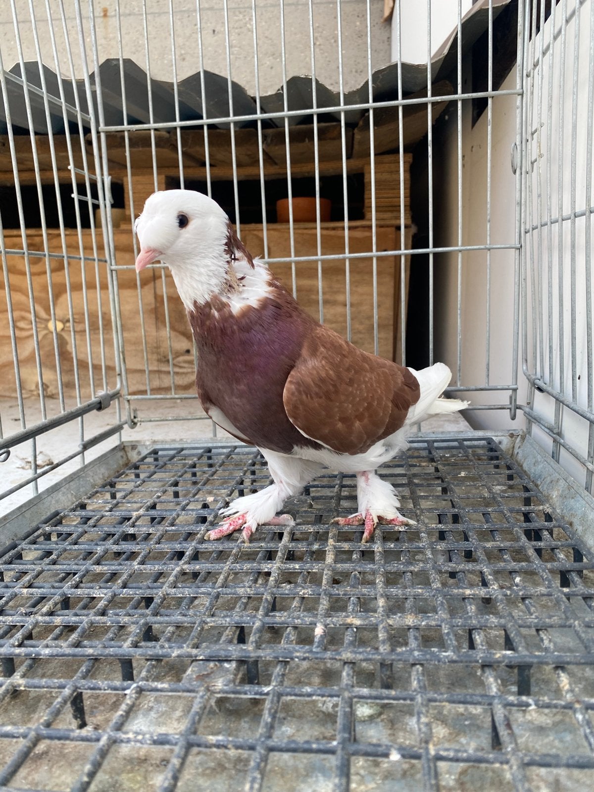 Takla elifli ala Mannelijk, Dieren en Toebehoren, Mannelijk