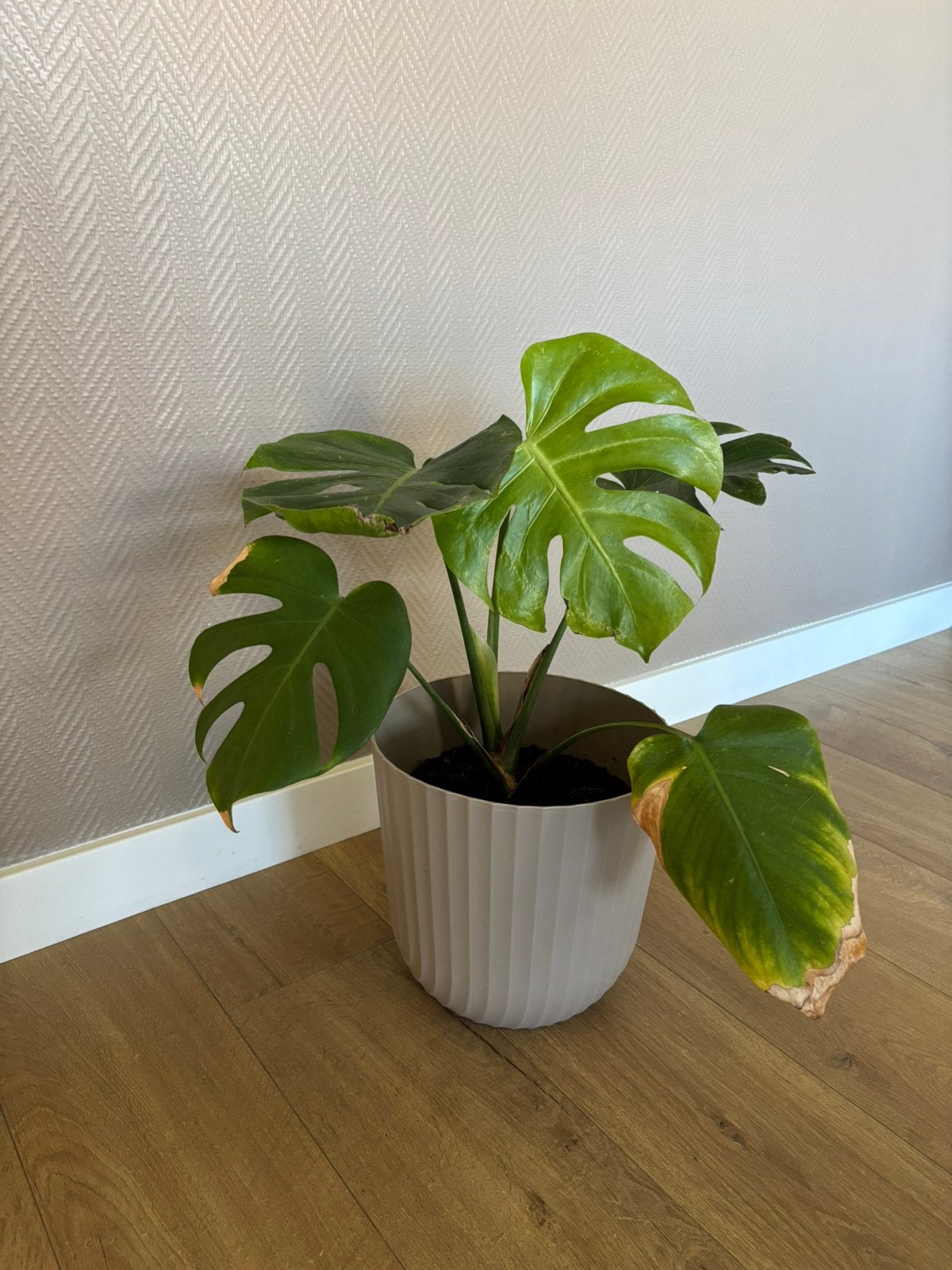 Monstera met pot, Huis en Inrichting, Ophalen