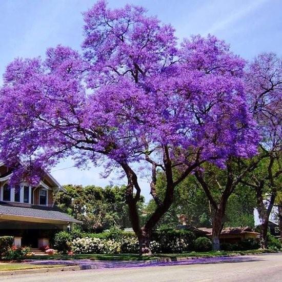 Paulownia tomentosa zaden, groeit zeer snel!, Immo