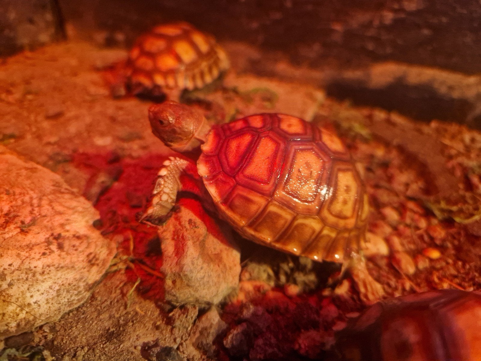 sulcata juvenil, Animaux & Accessoires