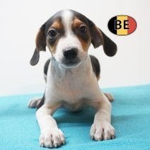 Chiots Fox Belge –des petits chiens pleins de caractère, 15 semaines à 1 an, Commerçant, Maladie de Carré (chiens), Autres races