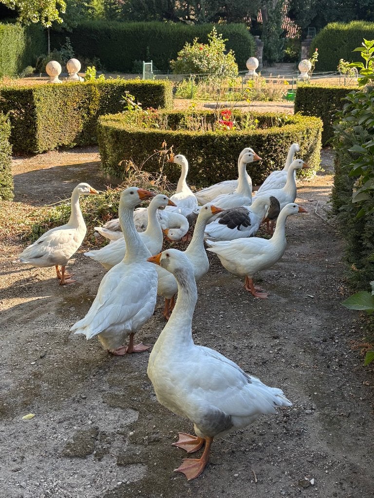 Oies, Sexe inconnu, Oie ou Cygne