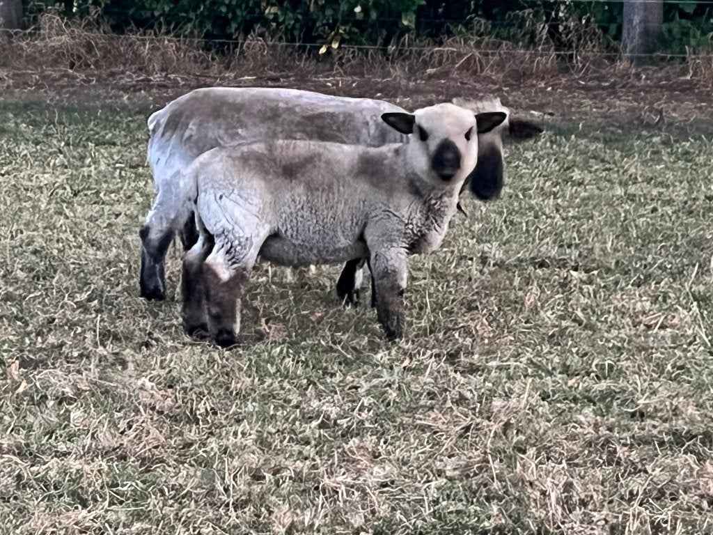 Hampshire Down ram, Dieren en Toebehoren, Mannelijk, Schaap, 0 tot 2 jaar