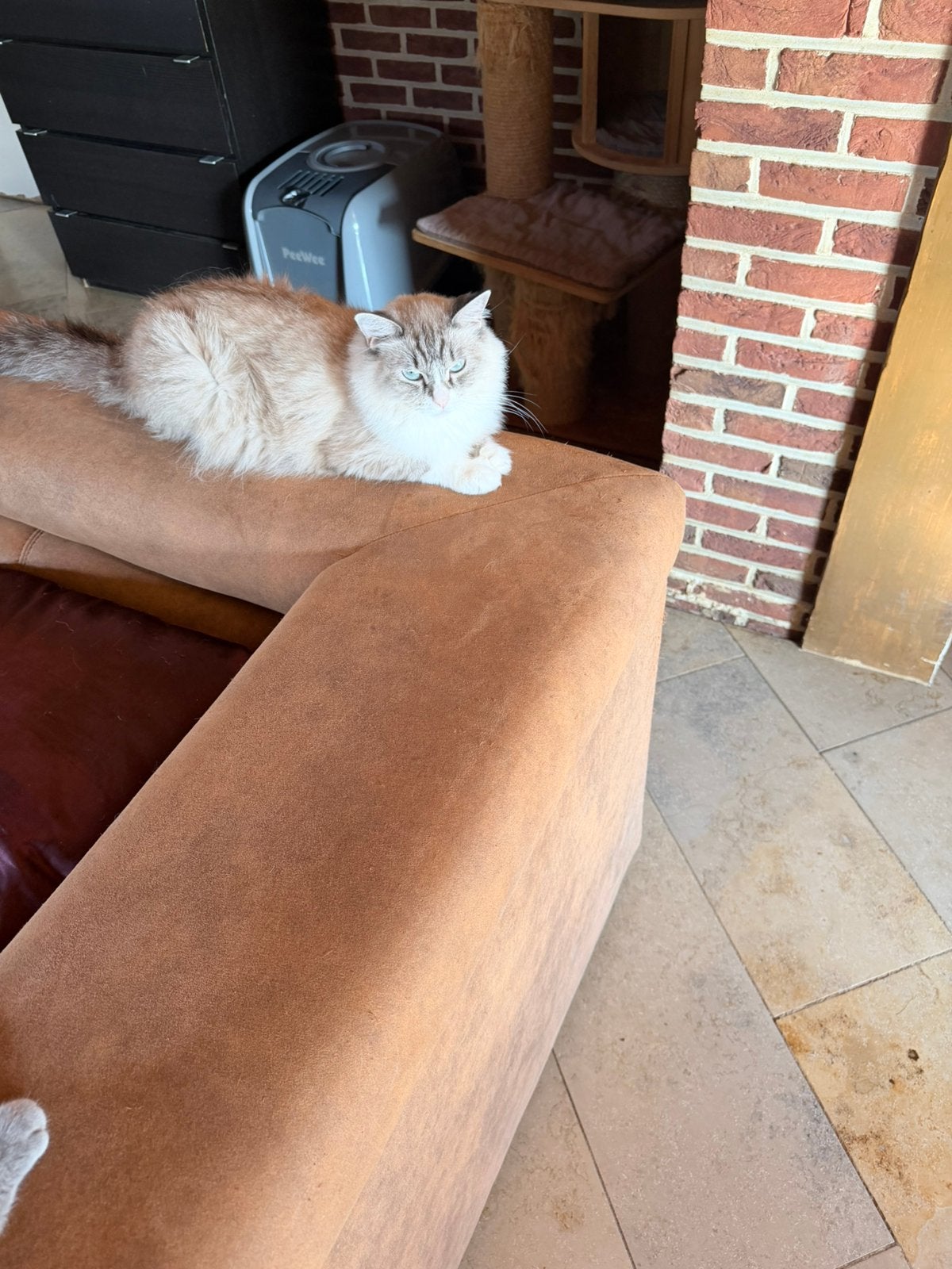 Ragdoll poes, Chatte ou Chat, Avec pedigree, 3 à 5 ans