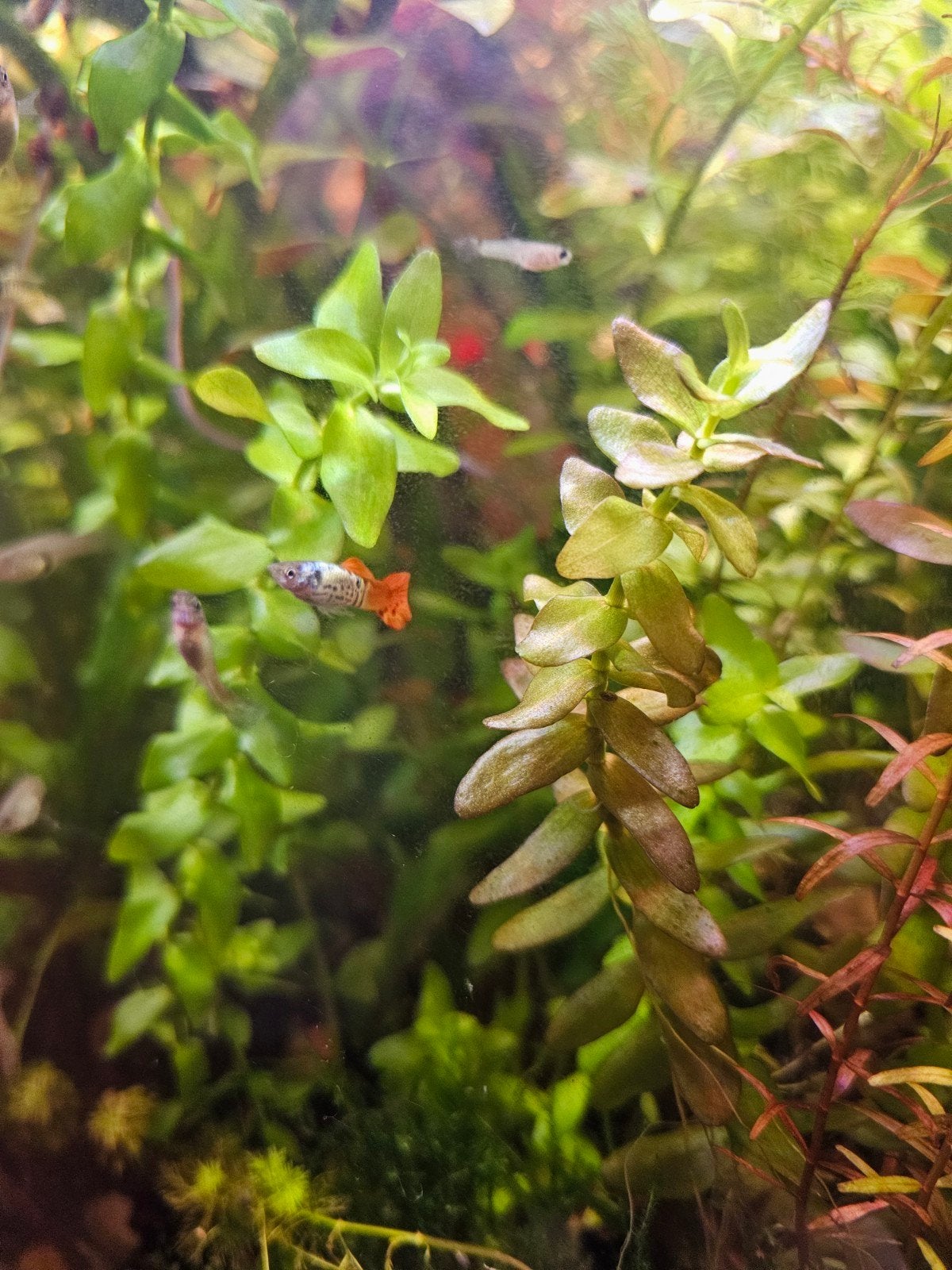 Bacopa carolines, Plant(en), Steen of Hout