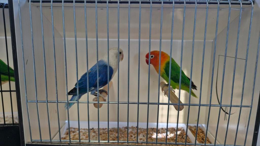 A. fischeri, Dieren en Toebehoren