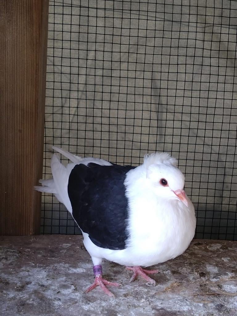 Pigeon bouclier de 2026