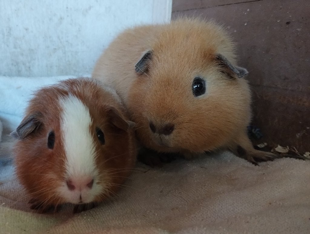 Berenkoppel US teddy en zijn zoon (gladhaar), Dieren en Toebehoren, Knaagdieren, Mannelijk, Tam, Maart, Cavia