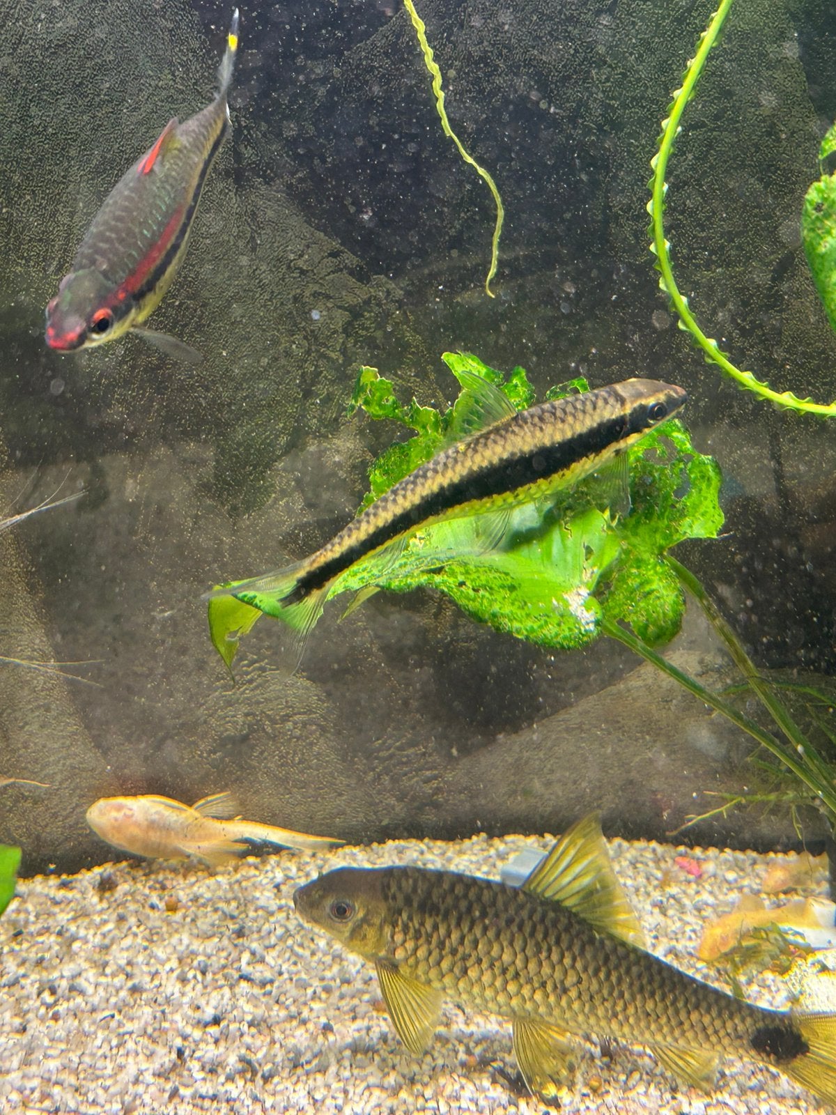 aquarium vissen, Dieren en Toebehoren