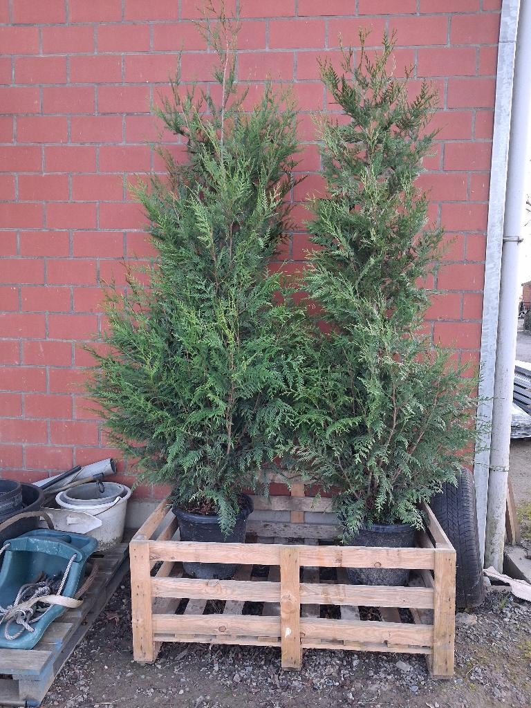 Sparren, Tuin en Terras, Ophalen, In pot, Overige soorten, 100 tot 250 cm
