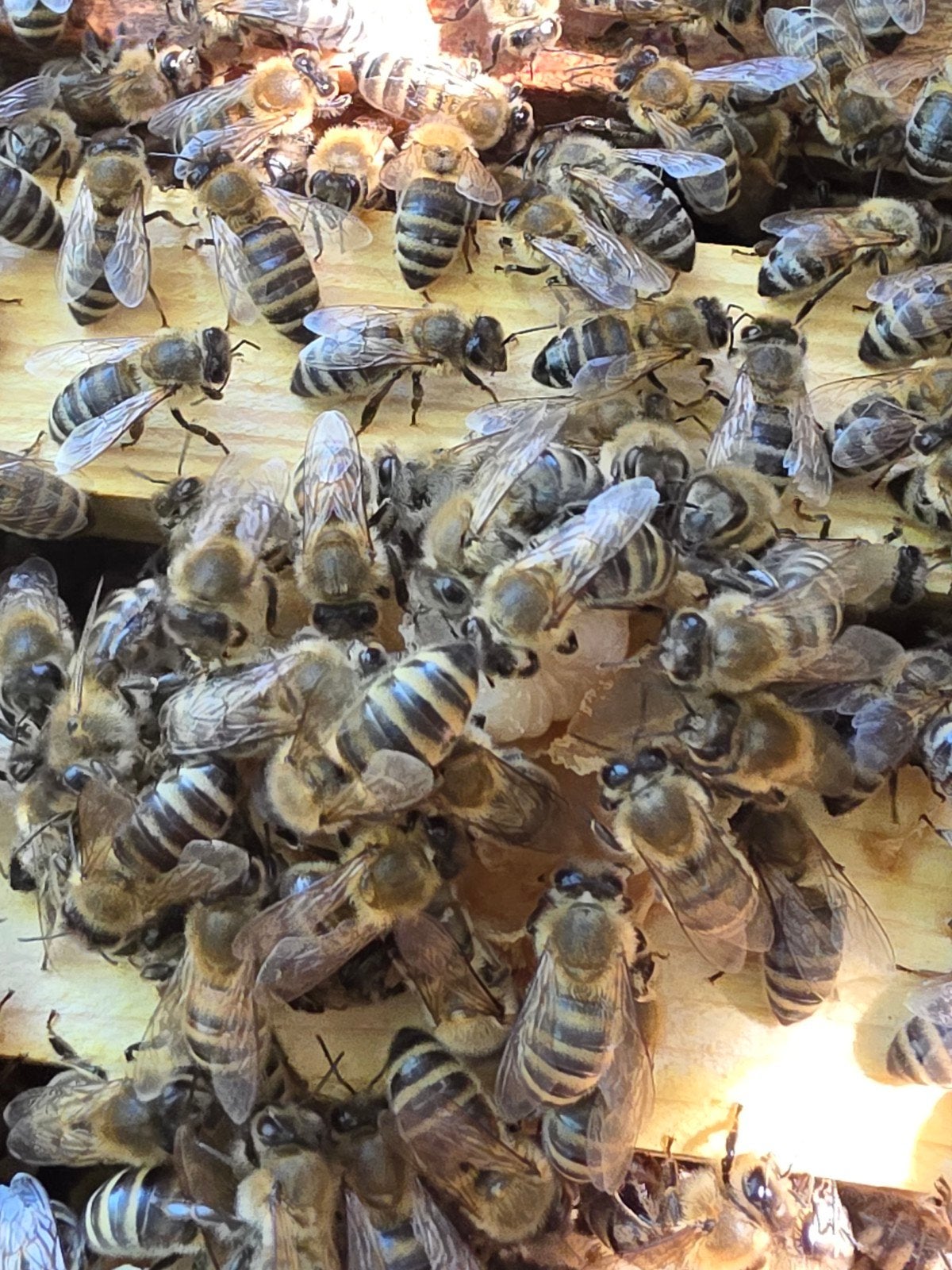 Bijenzwerm weghalen, Dieren en Toebehoren, Insecten en Spinnen