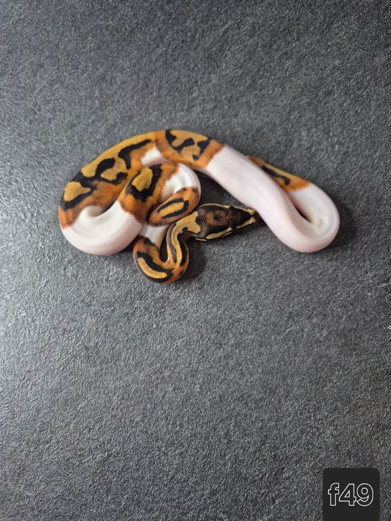 Python regius, Animaux & Accessoires, Serpent, 0 à 2 ans