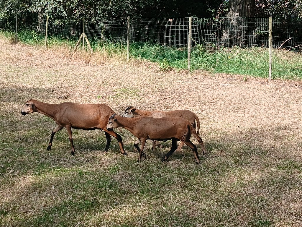 Barbados schapen, Dieren en Toebehoren, Schapen, Geiten en Varkens, Meerdere dieren, Schaap, 0 tot 2 jaar