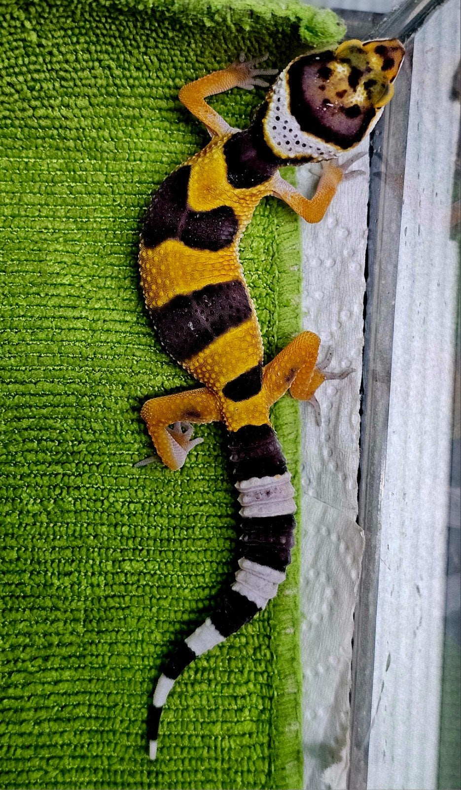 luipaardgekko baby I1, Animaux & Accessoires, Reptiles & Amphibiens, Lézard, Domestique, 0 à 2 ans