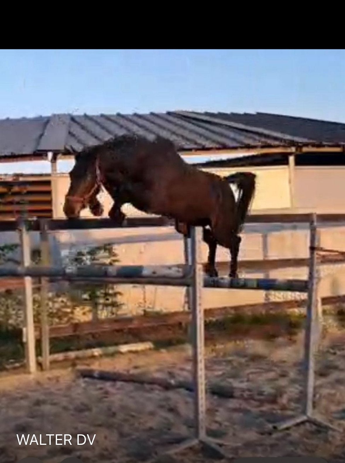 Mooie ruin  van 16 maand te koop, Dieren en Toebehoren, Paarden, Ruin