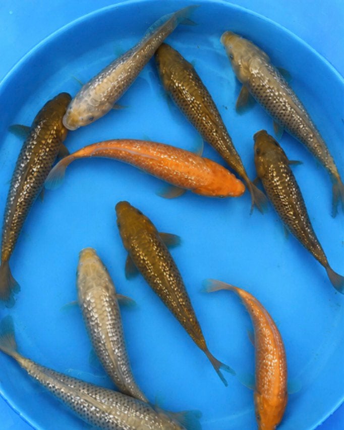 HQ Jumbo Tosai Chagoi, Soragoi, Red Karashigoi, Dieren en Toebehoren, Karper of Koi