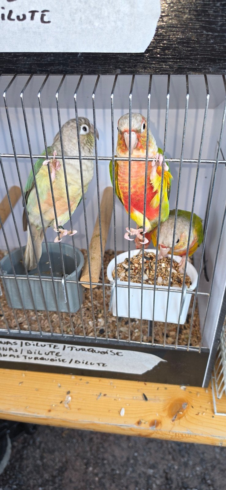 pyrrhura molinae, Animaux & Accessoires, Plusieurs animaux, Perruche, Bagué