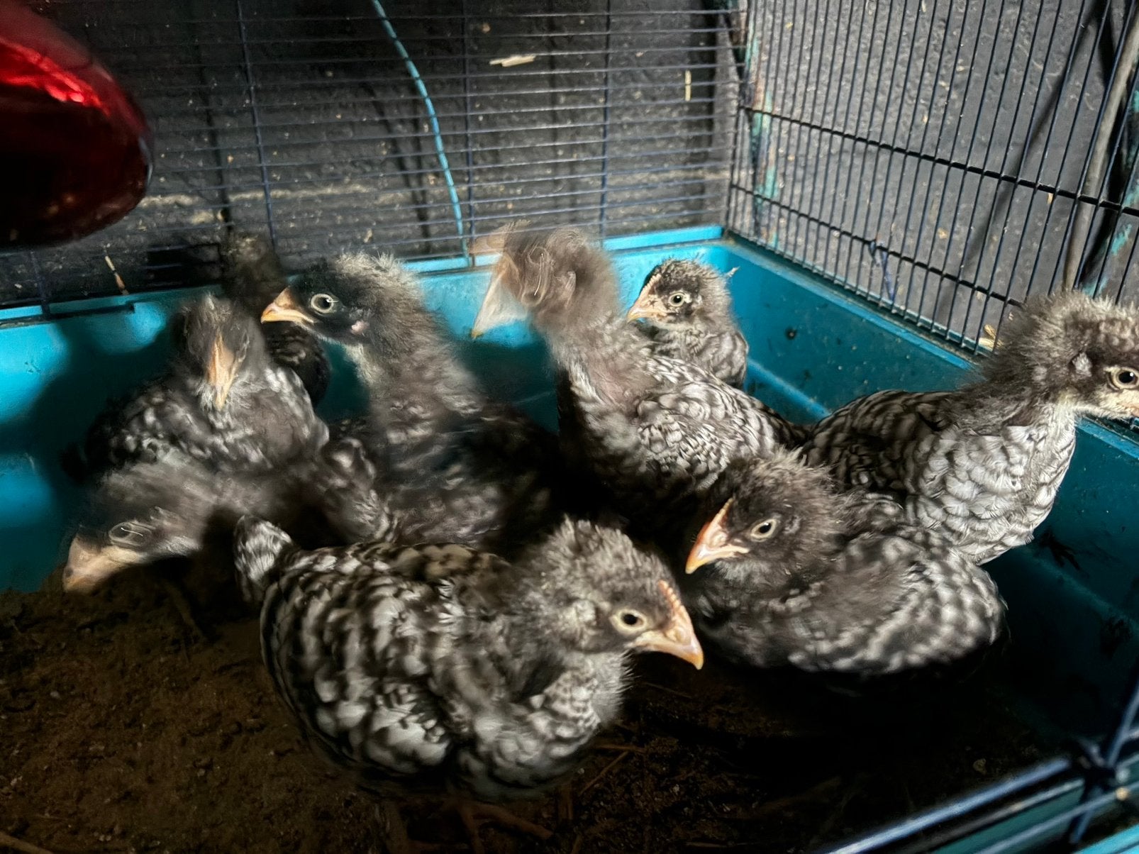 9 Mechelse koekoek kuikens 1maand oud