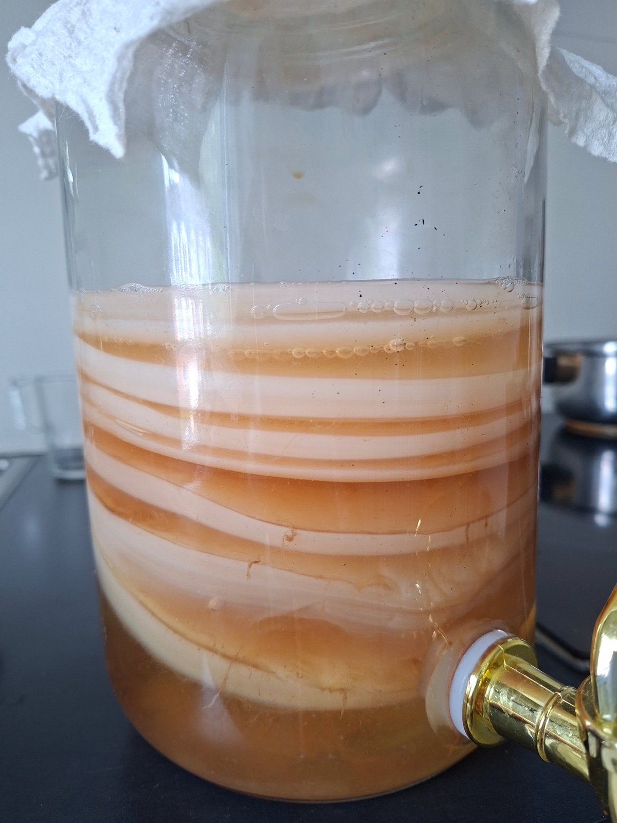 Kombucha zwammen, Ophalen