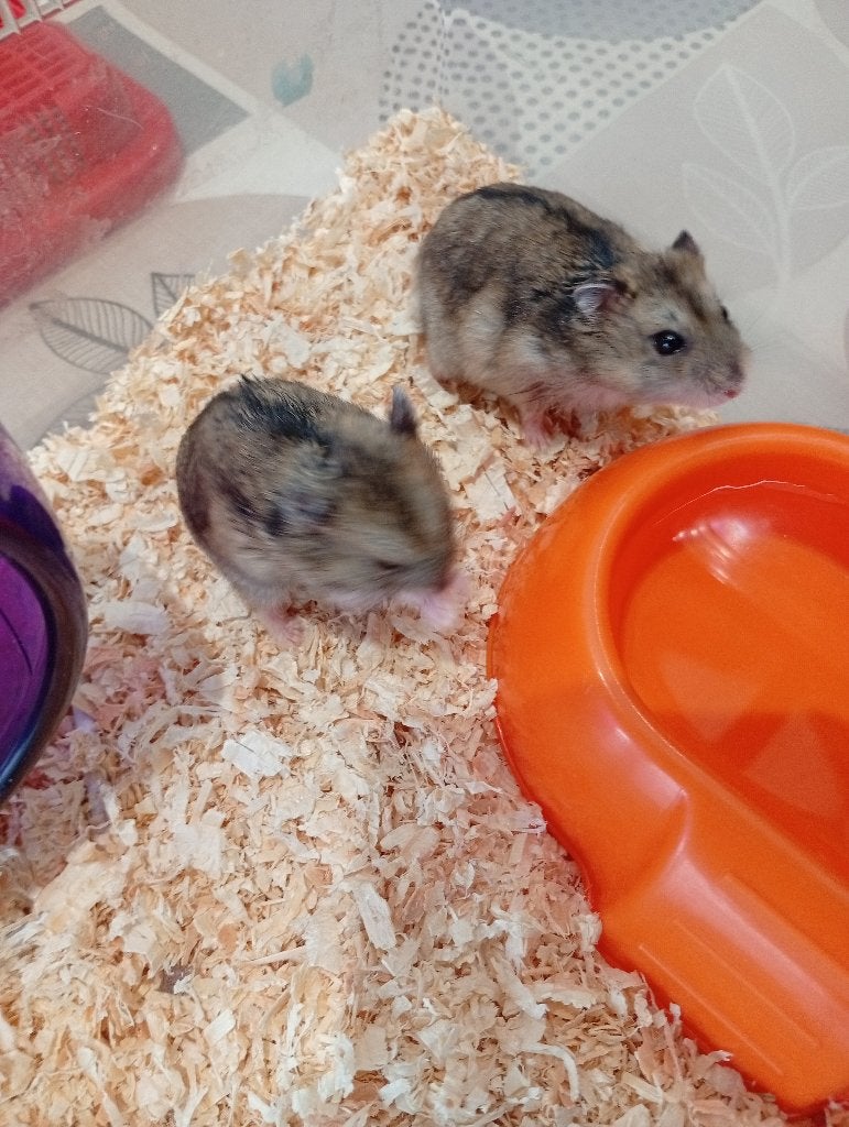 NESTJE DWERHAMSTERS, Dieren en Toebehoren, Knaagdieren, Hamster, Juni, Meerdere dieren, Tam