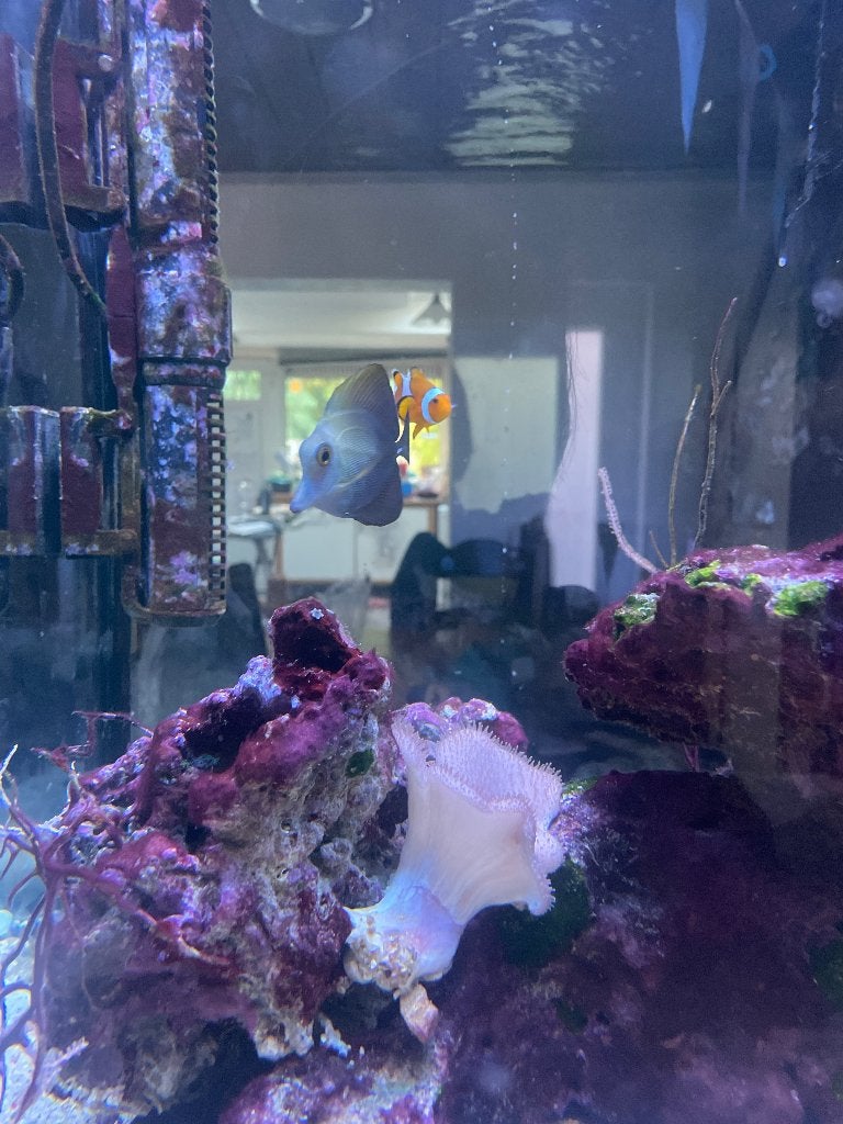 Inhoud zeeaquarium, Ophalen of Verzenden