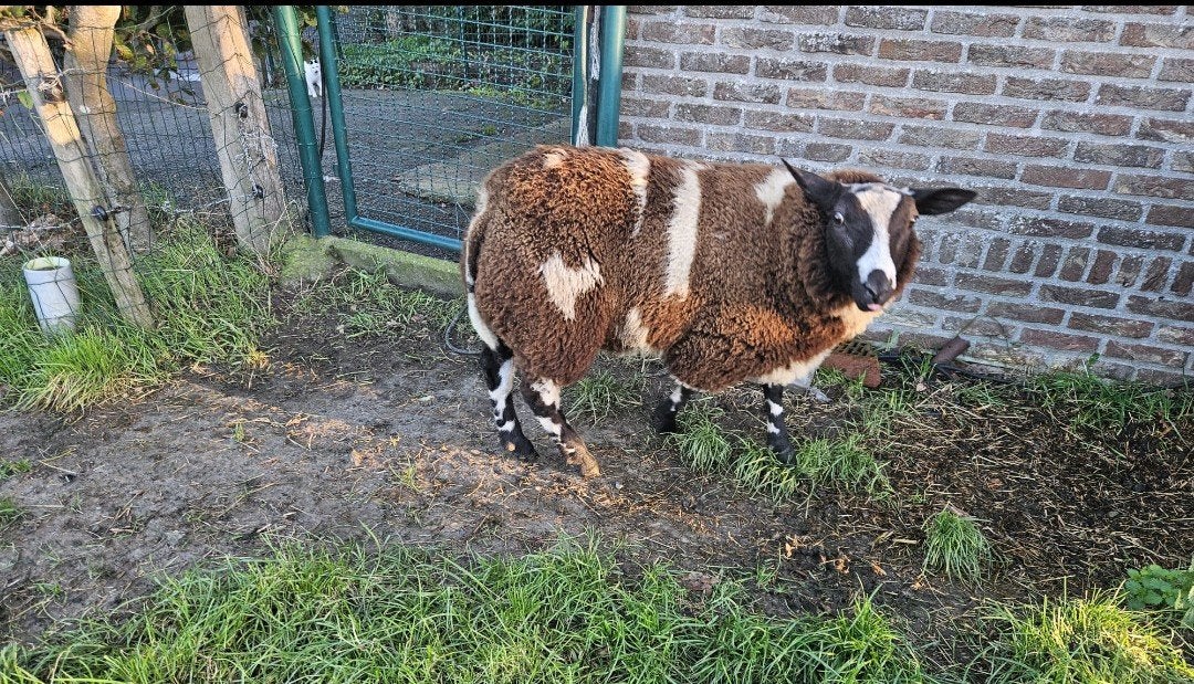 baggerbonte ram te koop of te ruil
