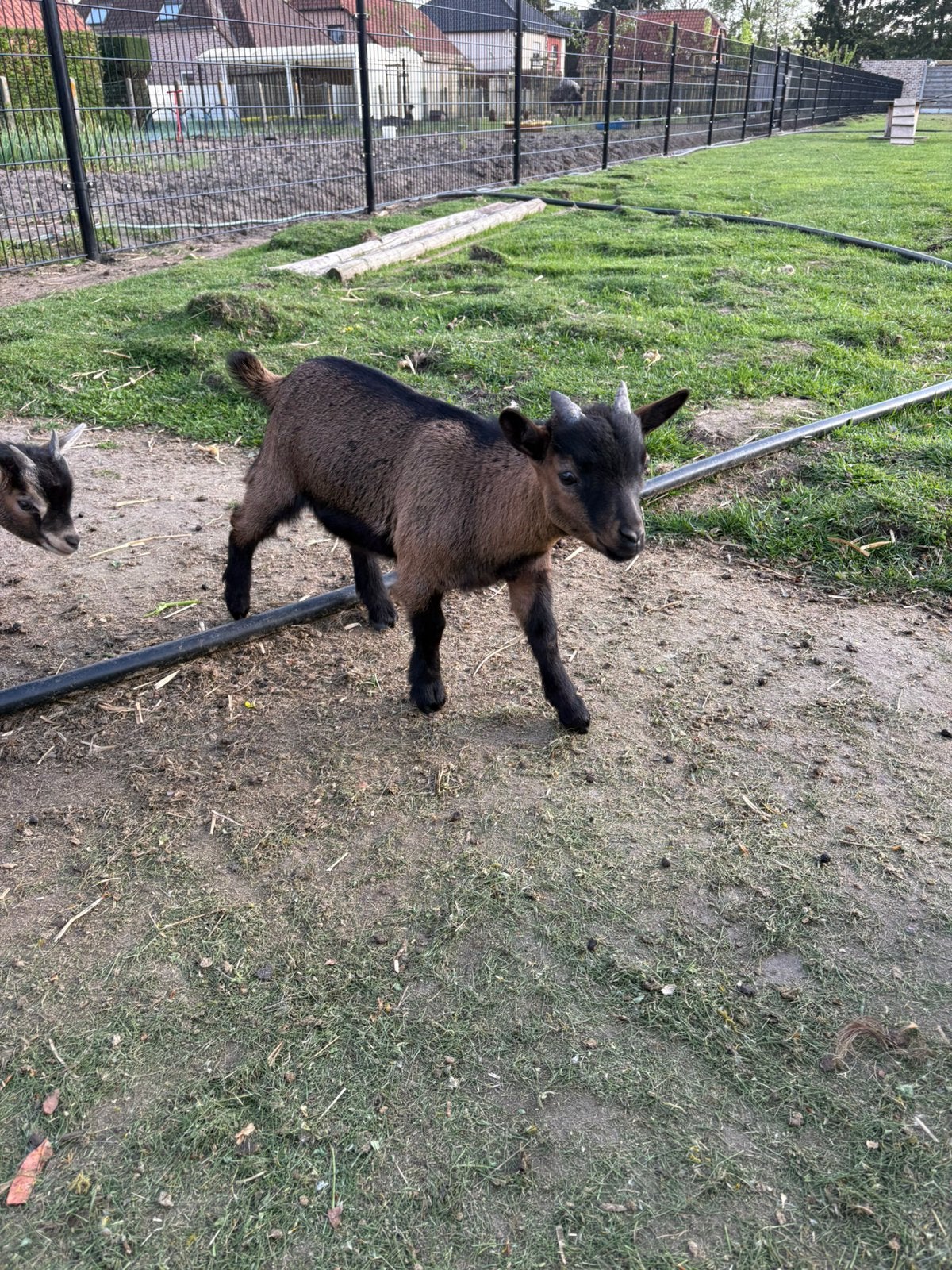 Handtam bokje te koop, Mâle, Chèvre, 0 à 2 ans