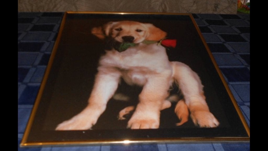 KADER MET FOTO HOND ZO GOED ALS NIEUW, Huis en Inrichting, Ophalen of Verzenden, Zo goed als nieuw, 40 cm, 50 cm