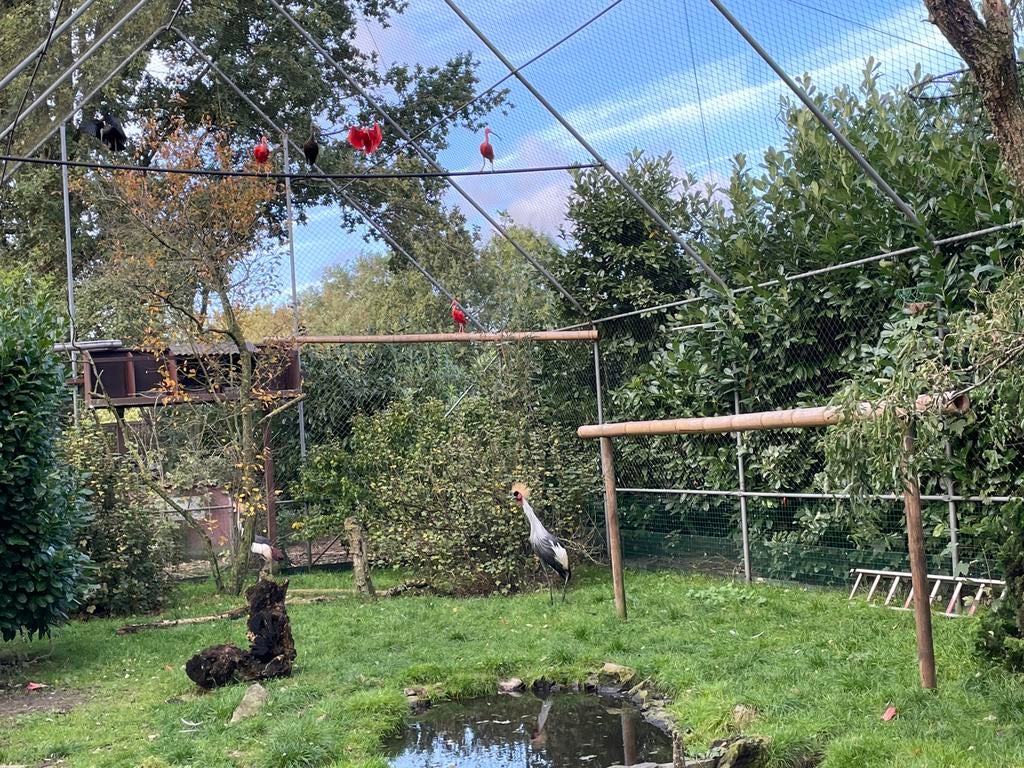 Kweekkoppel zwarte ibis, Dieren en Toebehoren, Meerdere dieren, Overige soorten